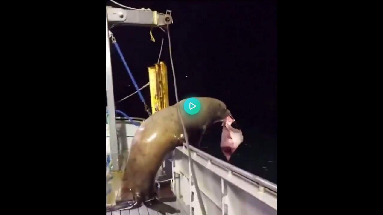 OMG! This thief seal steals a big chunk of meat from the running ship || Must watch