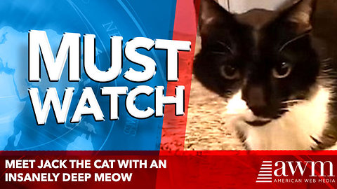 Meet Jack the cat with an insanely deep meow