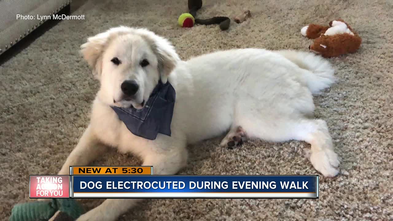 Sarasota dog dies after being electrocuted after stepping on utility box during evening walk