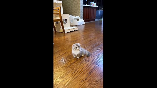 Cat Fails Compilation: Guaranteed to Make You LOL 😂