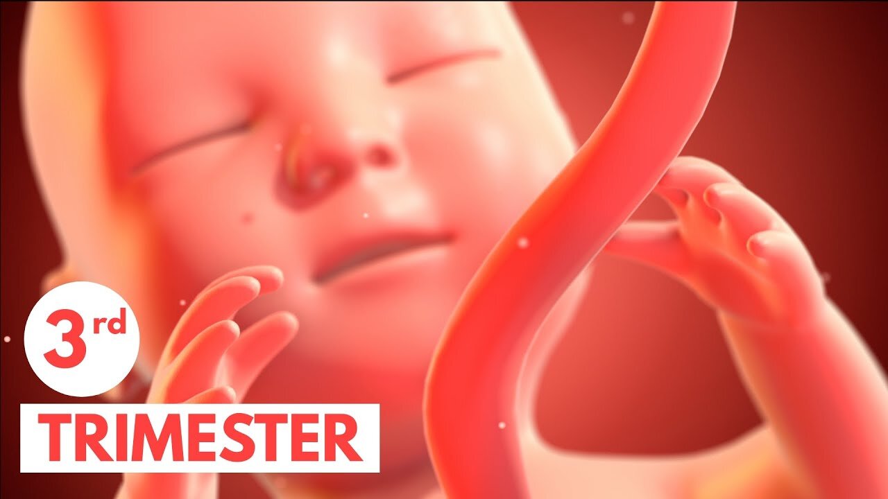 Third Trimester | 3D Animated Pregnancy Guide