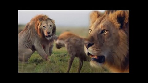 ONE HOUR of Amazing Animal Moments 2022