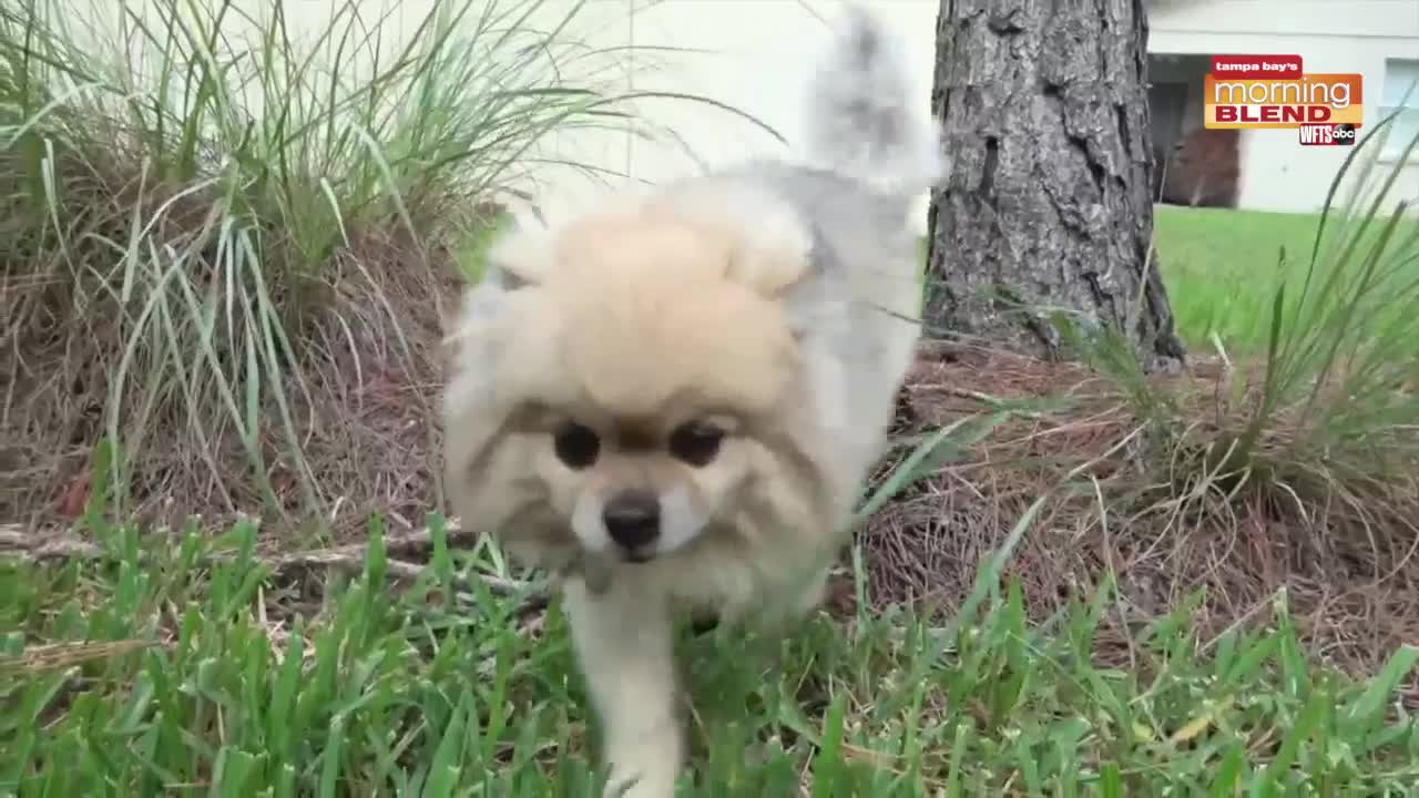 Protecting Pets in the Landscape | Morning Blend
