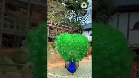 Peacock #viral #ytshorts #birds