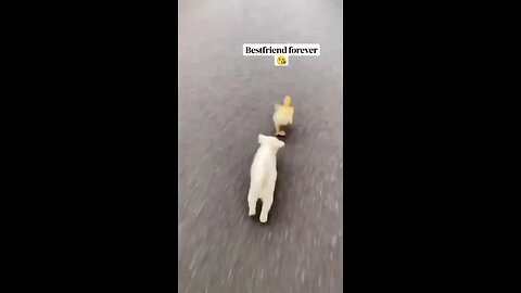 Baby dog and Baby Duck are in Love