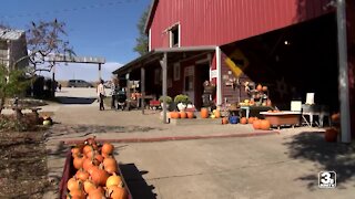 Bloom Where You're Planted Farm offers traditional farm fun, smaller crowd
