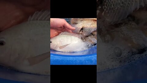 Tilapia from aquaponics system (aquaponic fish) #shorts