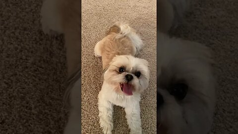 Giving Your Dog a Complex