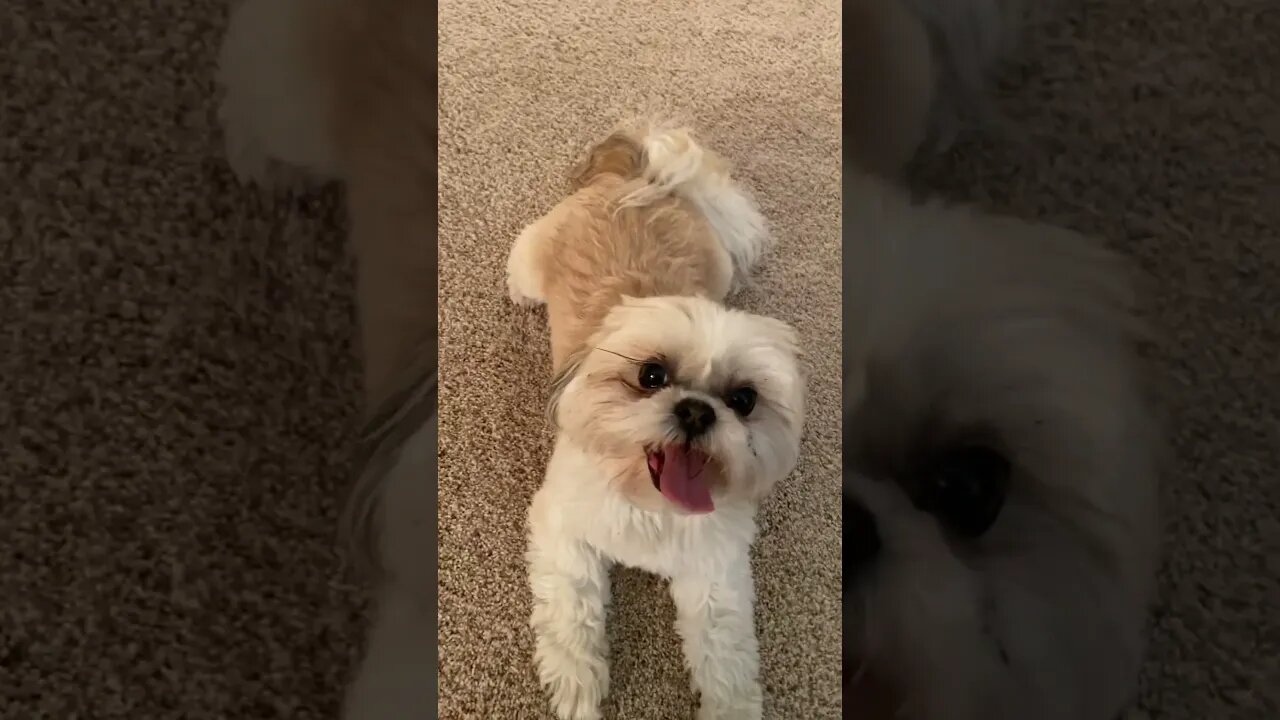 Giving Your Dog a Complex