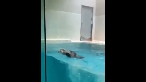 Japanese zoo Otter learned to jump