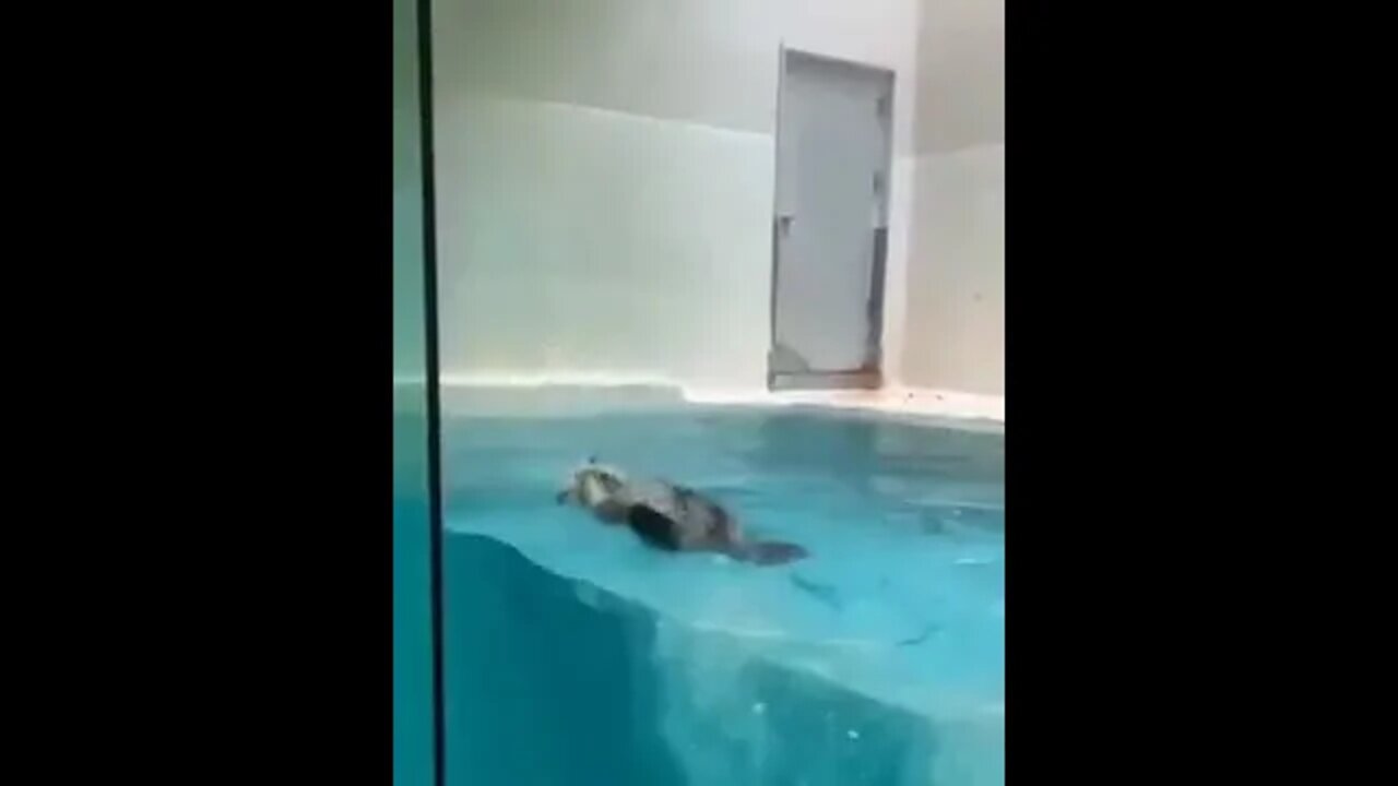 Japanese zoo Otter learned to jump