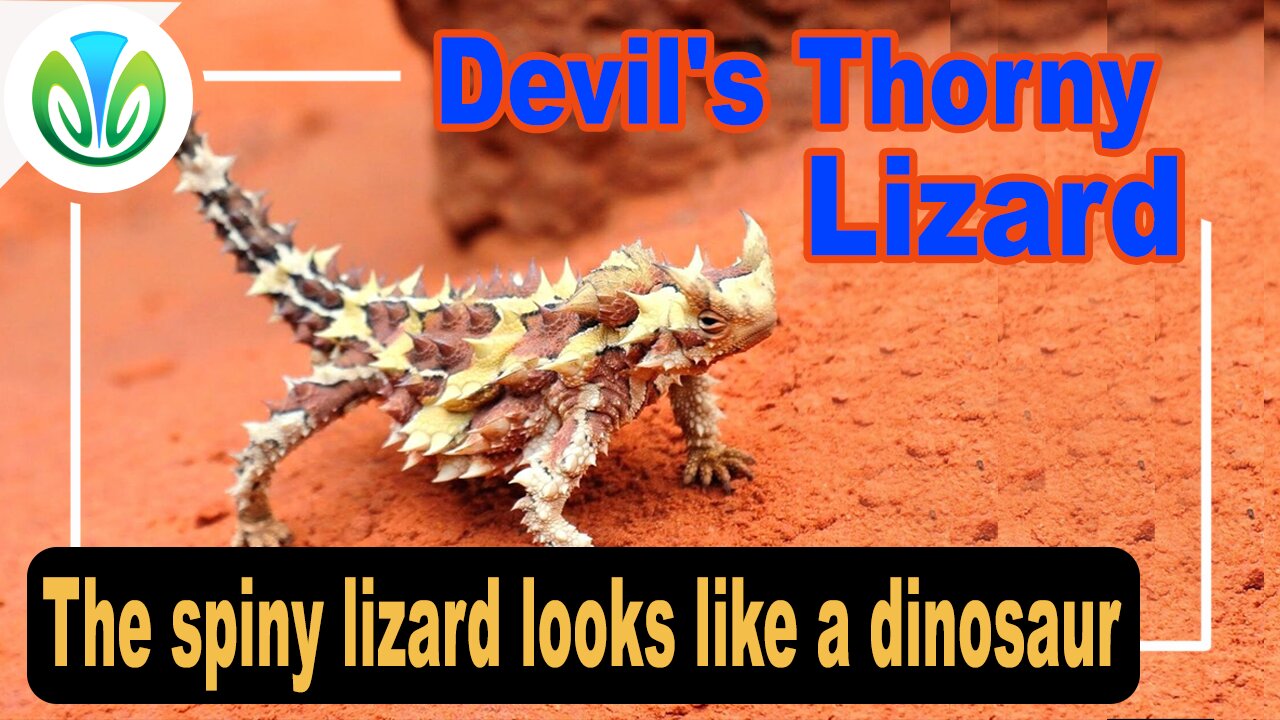 A spiny lizard that looks like a dinosaur lives in Australia | Nature VN