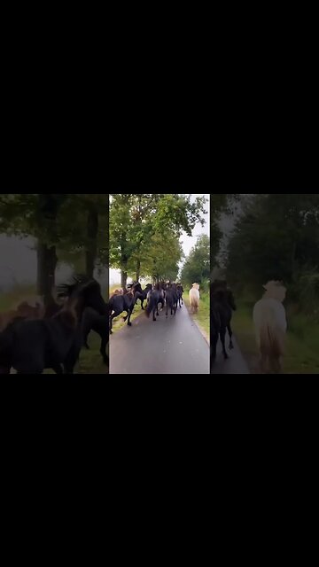 Riding Around with our Horses#animals #pets #horse #friesianhorse #arabianhorse #minihorse