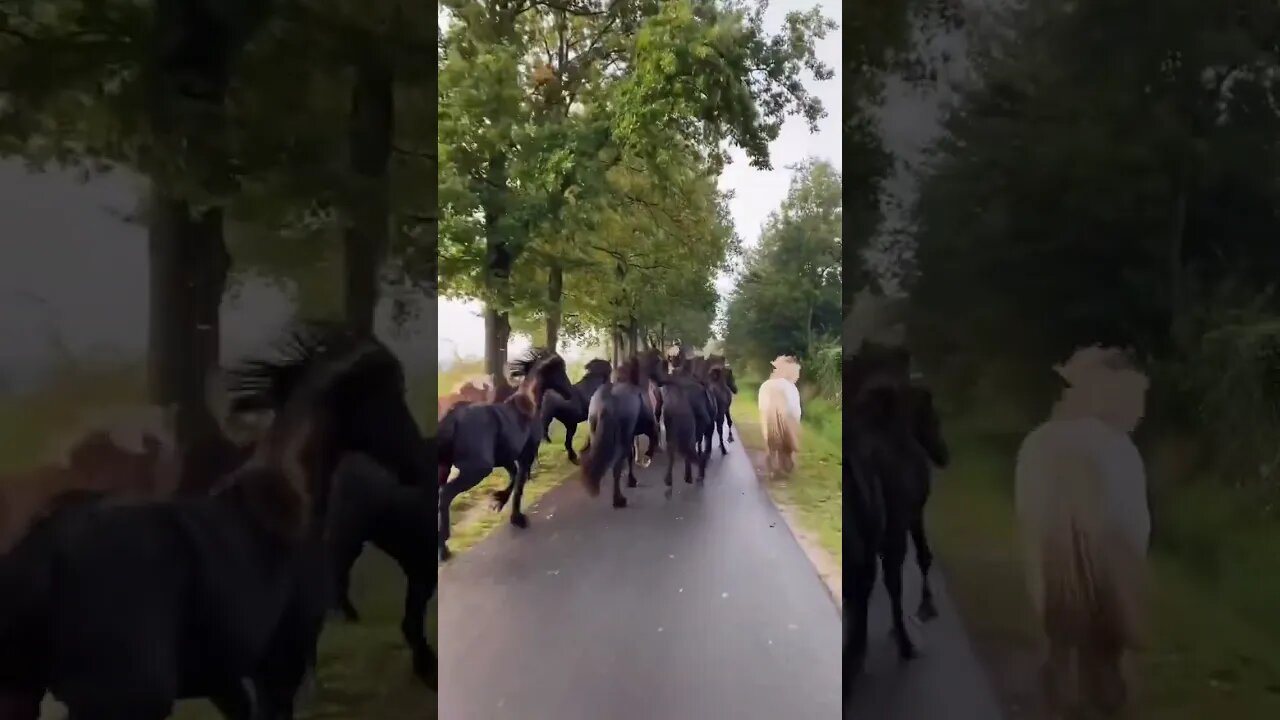 Riding Around with our Horses#animals #pets #horse #friesianhorse #arabianhorse #minihorse