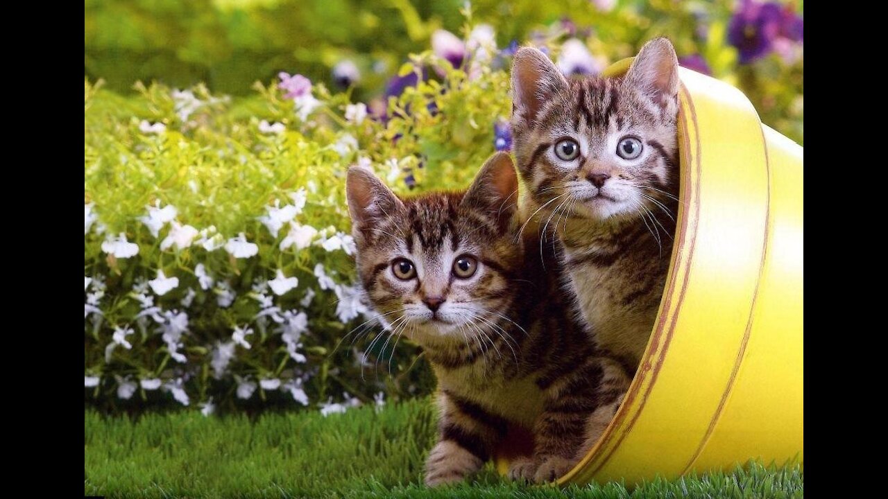 Funny Cat Video - TRY NOT TO LAUGH