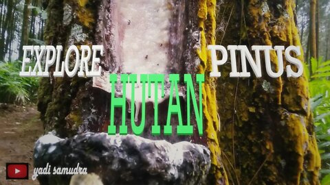 #explore alam/# hutan pinus| wonderland java