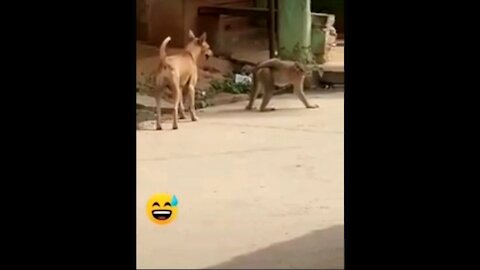 Funny Animal Video That Will Make You Laugh Out Loud