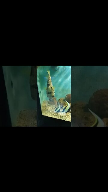 Strange looking fish species.