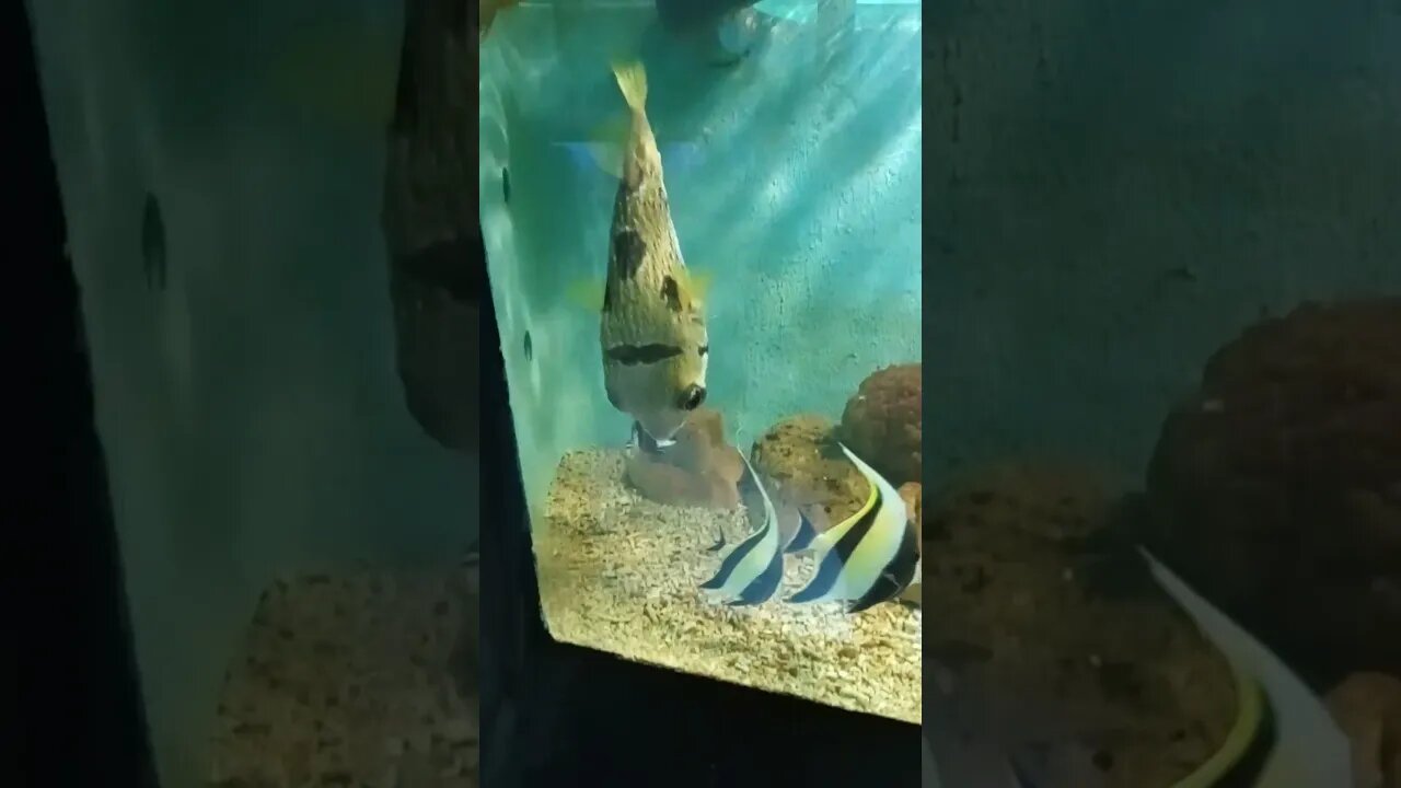 Strange looking fish species.
