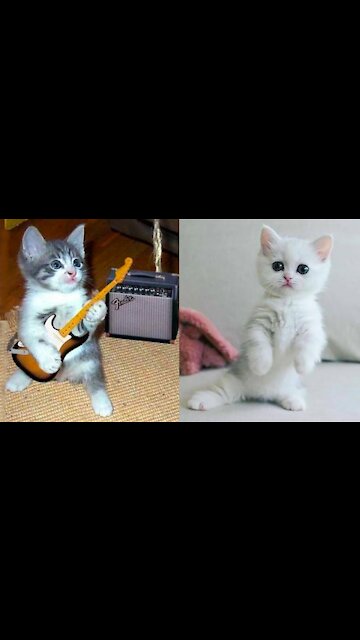 Baby Cats - Cute and Funny Cat Videos Compilation #33 | Aww Animals