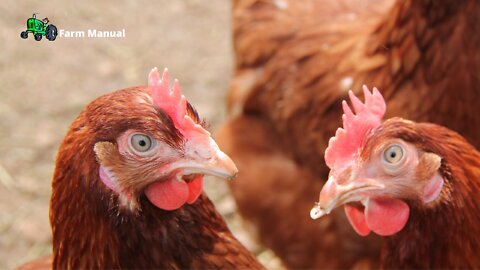 Farm | My Chickens