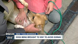 Dogs being brought to Western New York to avoid Hurricane Dorian