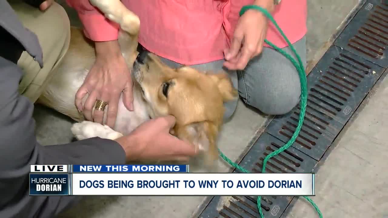 Dogs being brought to Western New York to avoid Hurricane Dorian