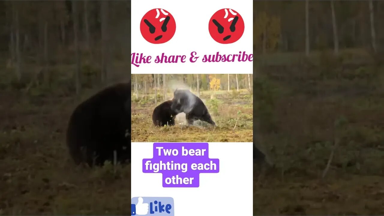 Two Bear 🐻 fighting each other © #shorts #youtubeshorts