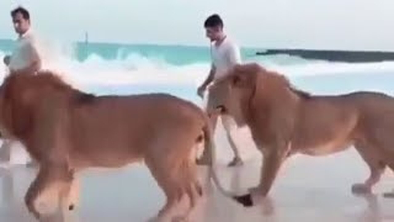 Arab memes (Part 1) But they Can't Miss🤣🤣