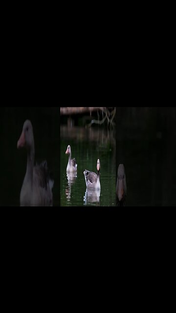 music - Sage Prismic #music #shorts #short #shortvideo #shortsvideo