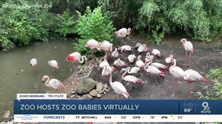 New feathered friends could be hatching at the zoo soon