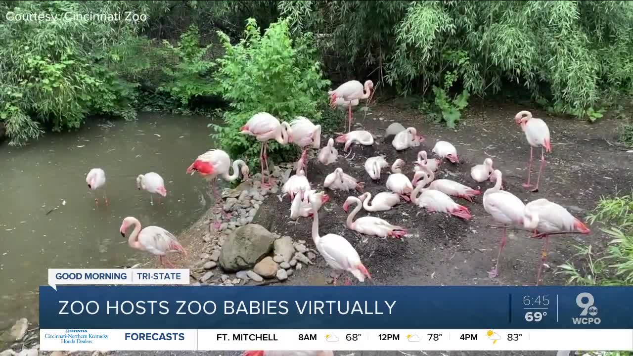 New feathered friends could be hatching at the zoo soon