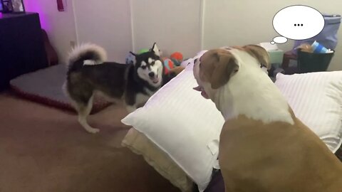 Pittie VS Husky: Freya and Velma Playing... or not