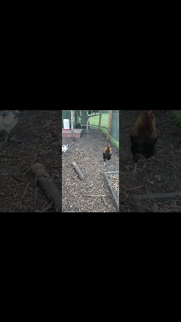 #chickens Are The Best #chickenshorts #chickenlife