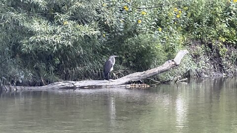 Great Blue Heron resting 2