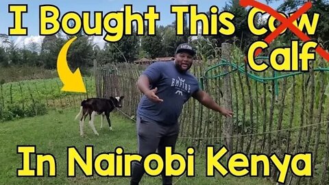 I Bought A Cow In "Naro Moru" Kenya!
