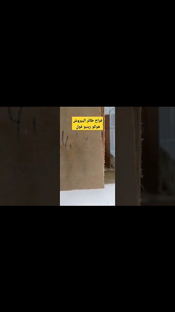 فراخ طائر البيروش هوكو رينبو فول