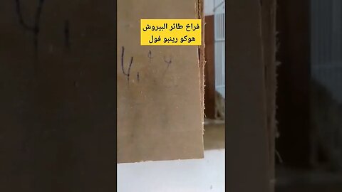 فراخ طائر البيروش هوكو رينبو فول
