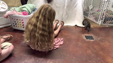 Company yesterday!! Puppies loved little girl to play with.