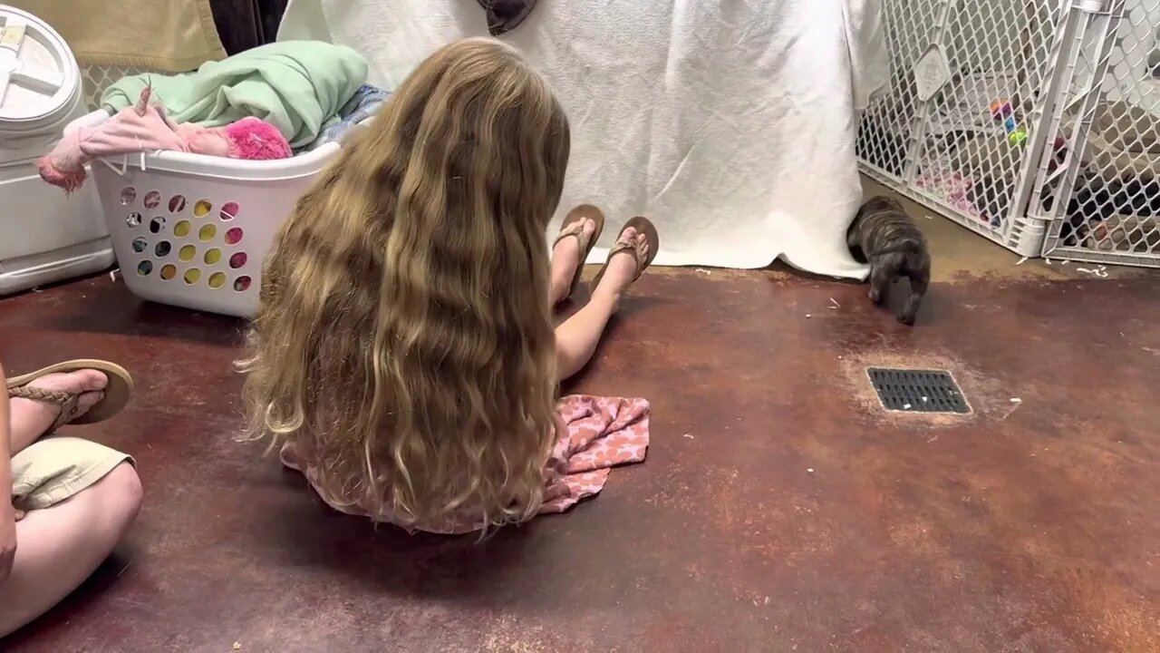 Company yesterday!! Puppies loved little girl to play with.