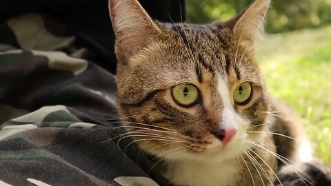 Cat in Boots Goes with Me on a Picnic