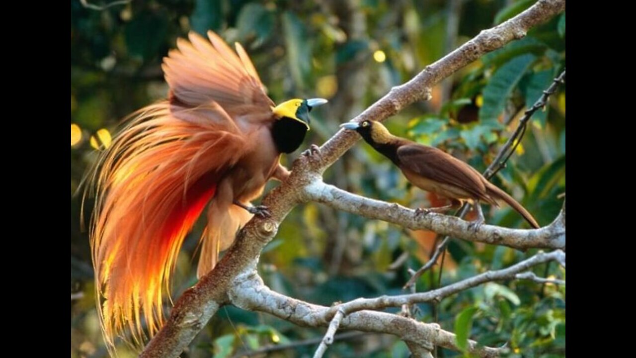 Bird of paradise (cendrawasih) from papua indonesia