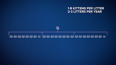 Feral Cat Timeline