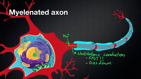 024 @Nicodube23 How Myelin Sheaths speed up the Action Potential