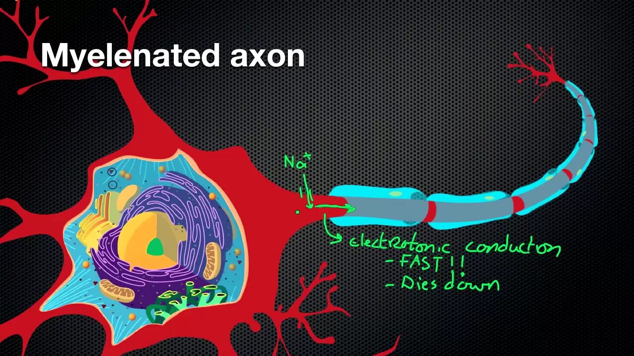 024 @Nicodube23 How Myelin Sheaths speed up the Action Potential