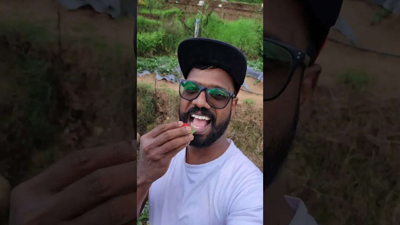 ജീവനുള്ള സ്ട്രോ ബെറി പഴം വട്ടവട പോയി കഴിച്ചു Eating live strawberry #shorts