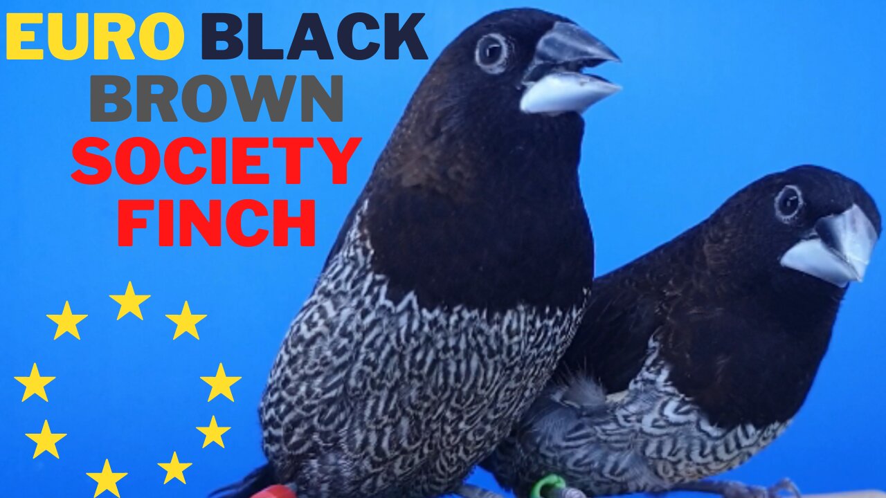 Euro black brown society finch couple in my aviary | Oli & Pets