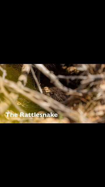 Rattlesnake Facts #shorts