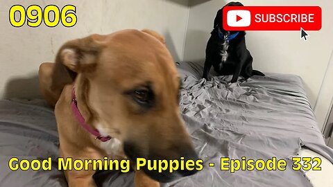 [0906] GOOD MORNING PUPPIES - EPISODE 332 [#dogs #doggos #doggos #puppies #dogdaycare]