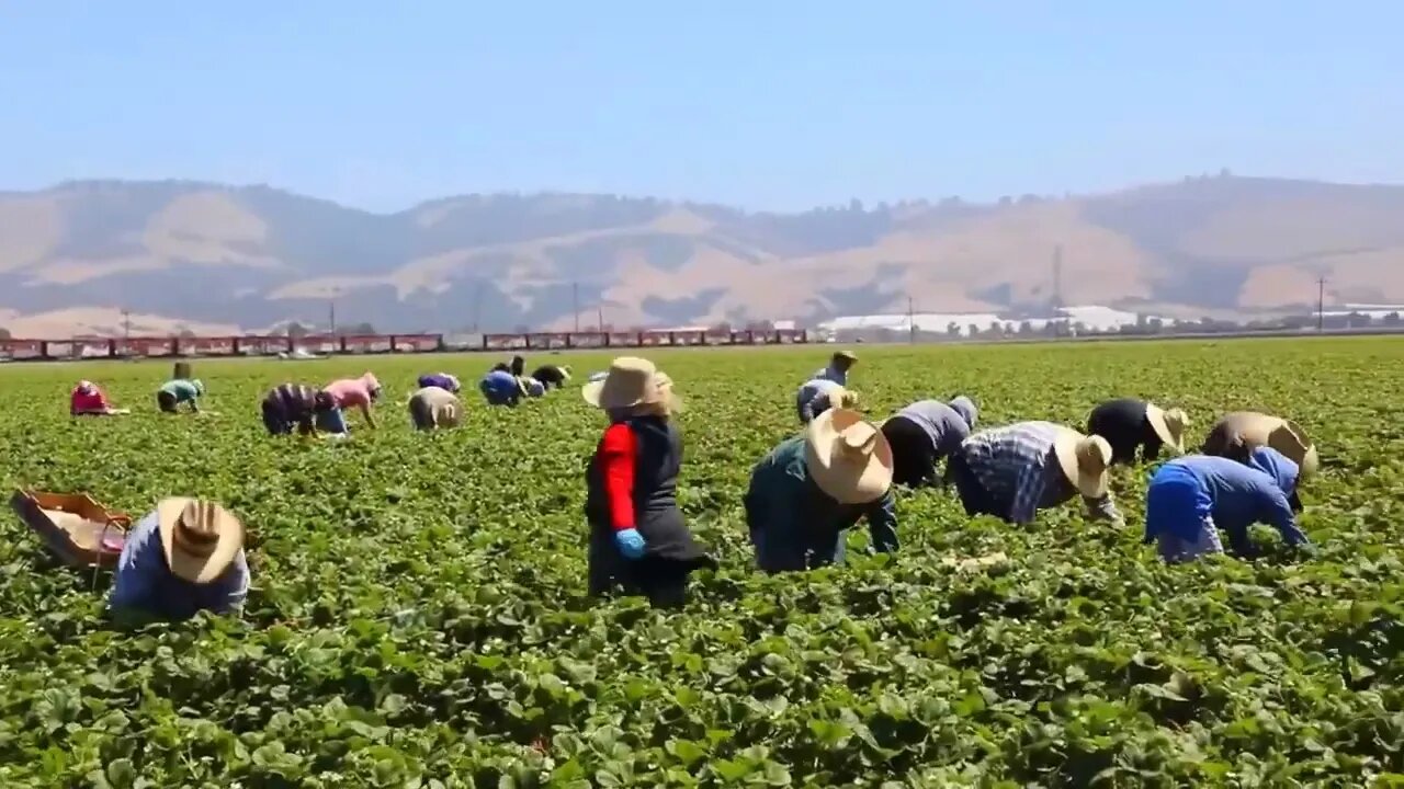 How To Produce Billions Of Strawberries In California